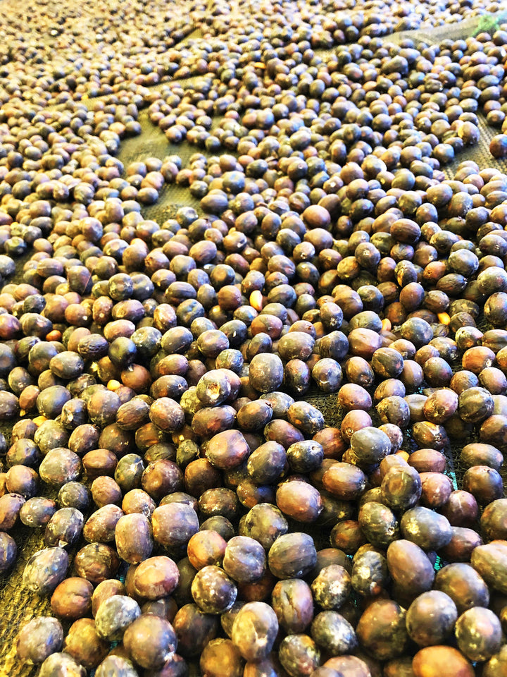 Ethiopia Guji G1 Noble Winey