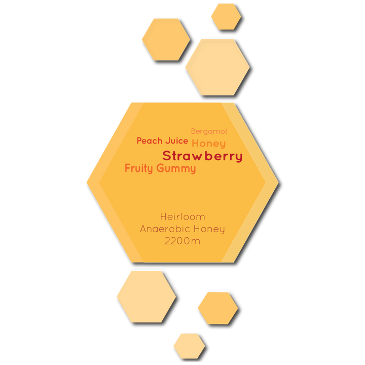 Ethiopia Guji Anasora Anaerobic Honey