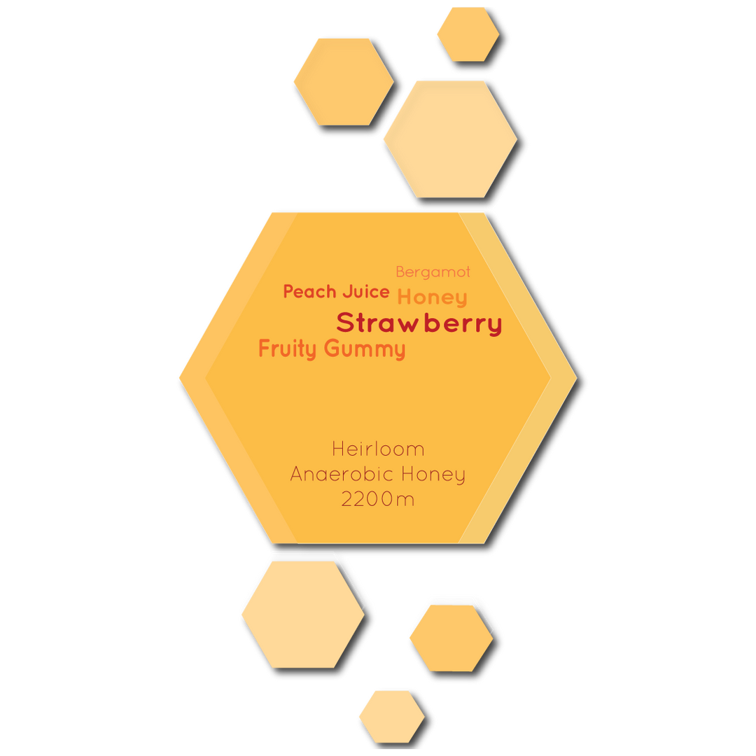 Ethiopia Guji Anasora Anaerobic Honey